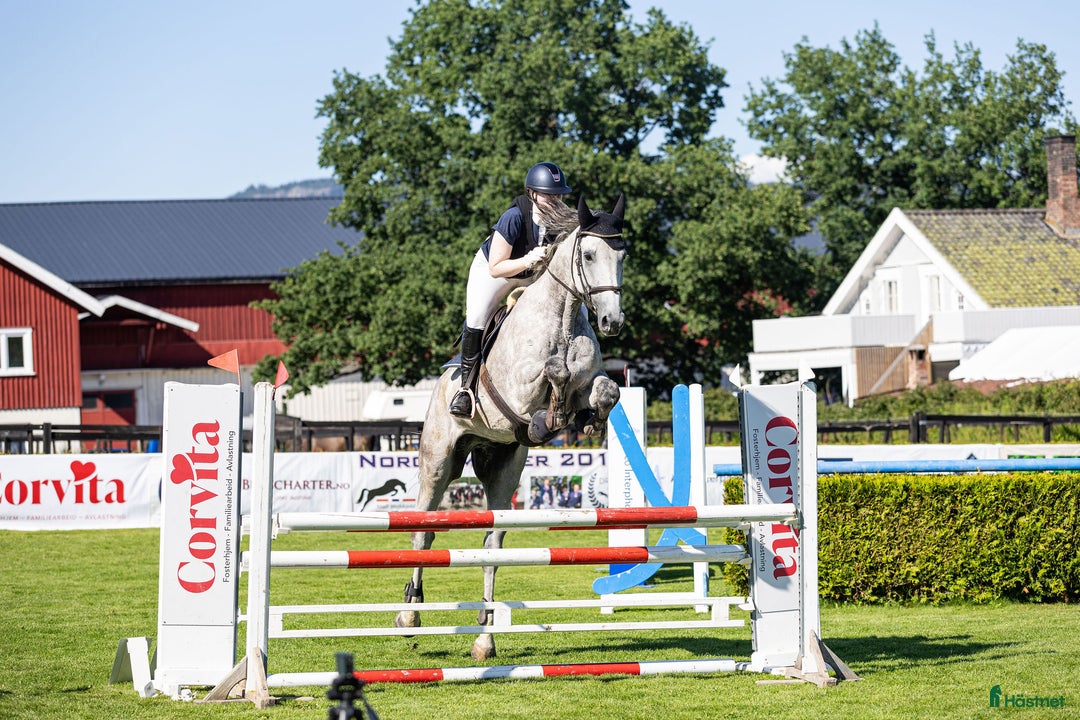 Fälttävlan hästar till salu: 7 y/o eventing horse for the future. i Jessheim - Annons 3