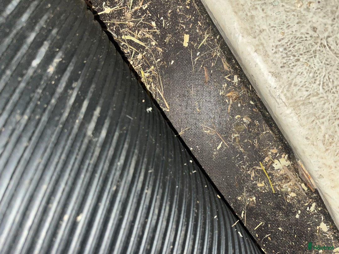 Hästtransporter  fordon & transport till salu: Christ Concorde  - Annons 12