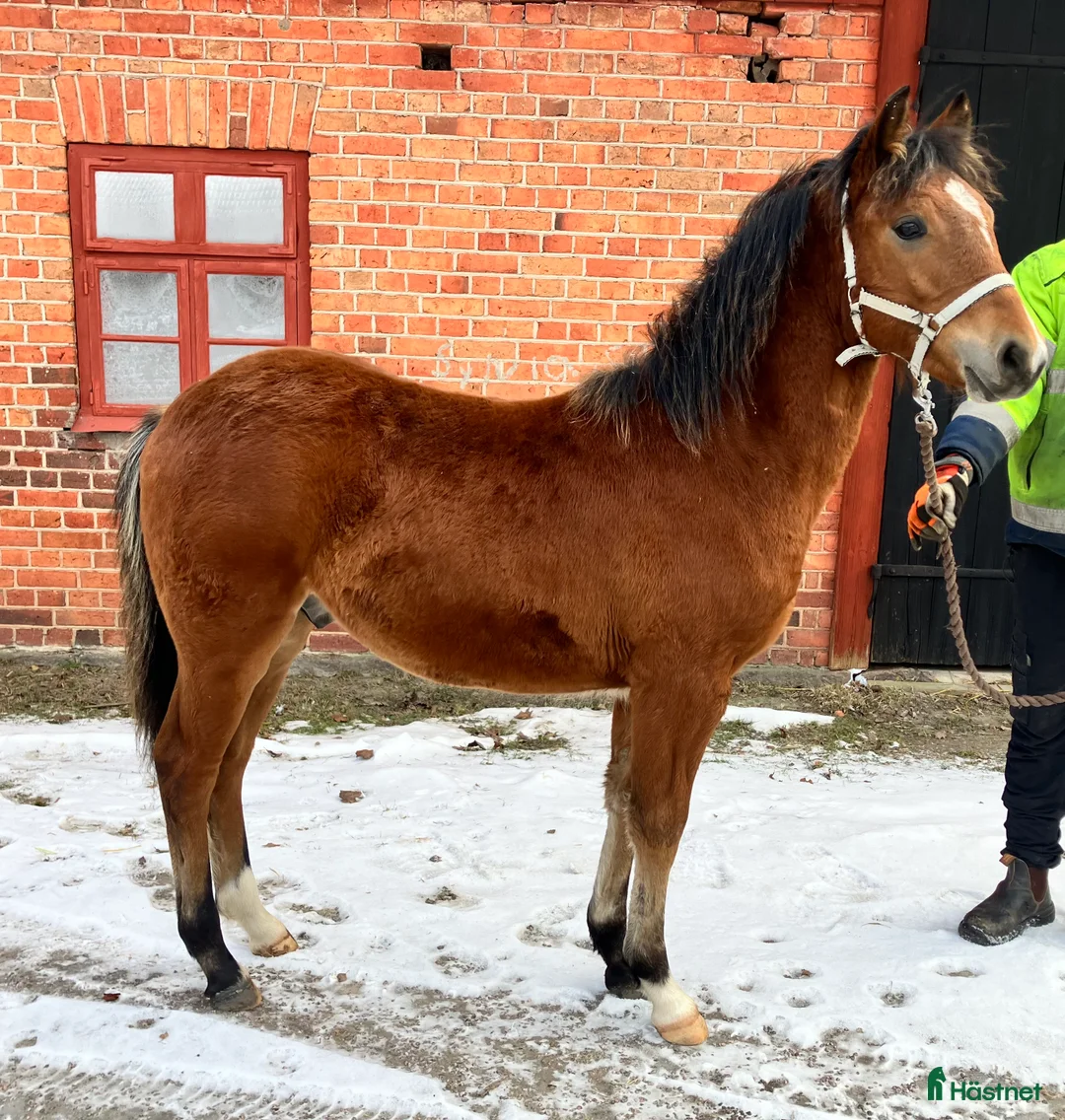 Allround hästar till salu: Charmig blivande D-ponny i Kristinehamn - Annons 4