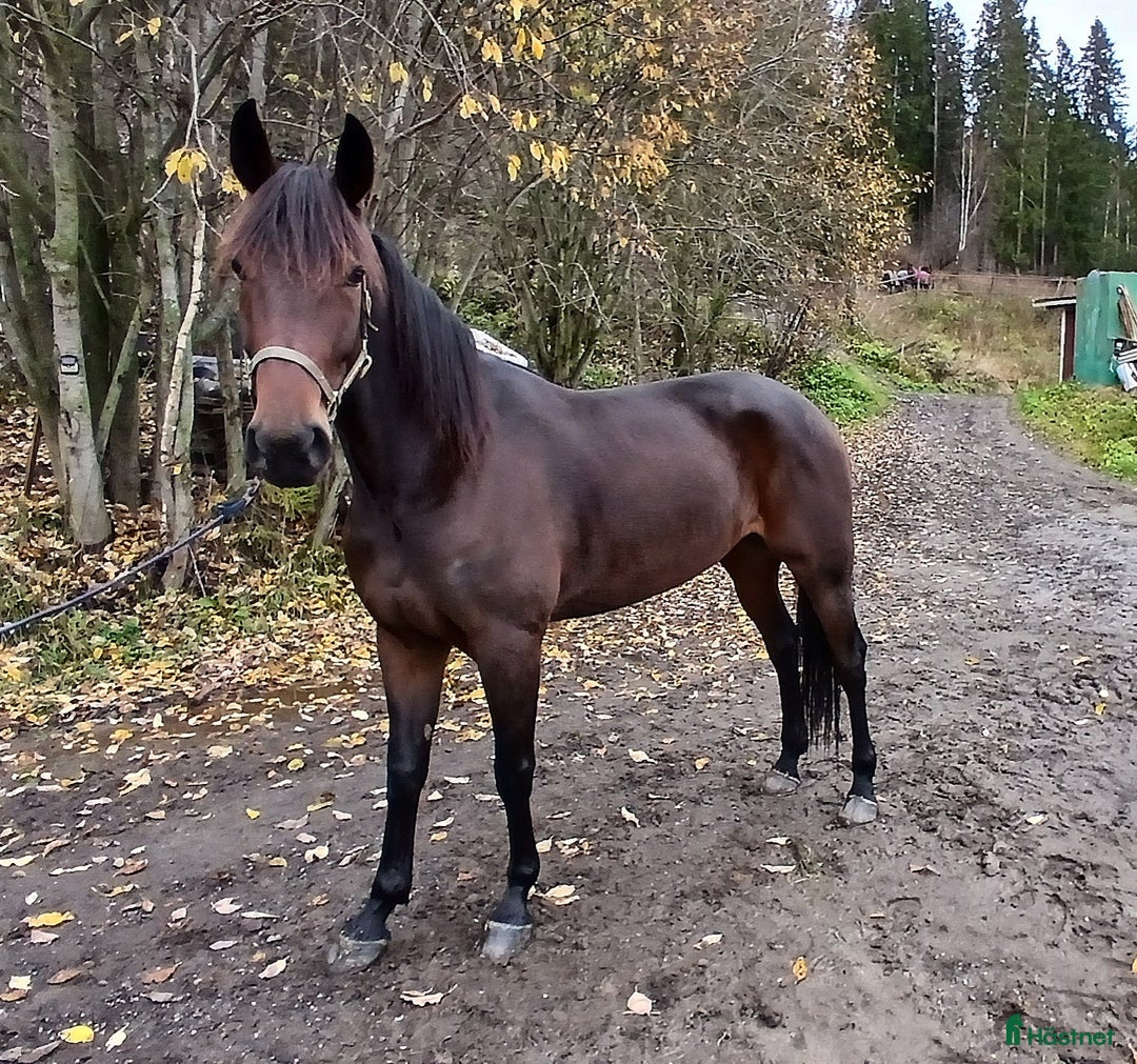 Trav hästar till salu: Tävlingshäst  i Indal - Annons 2