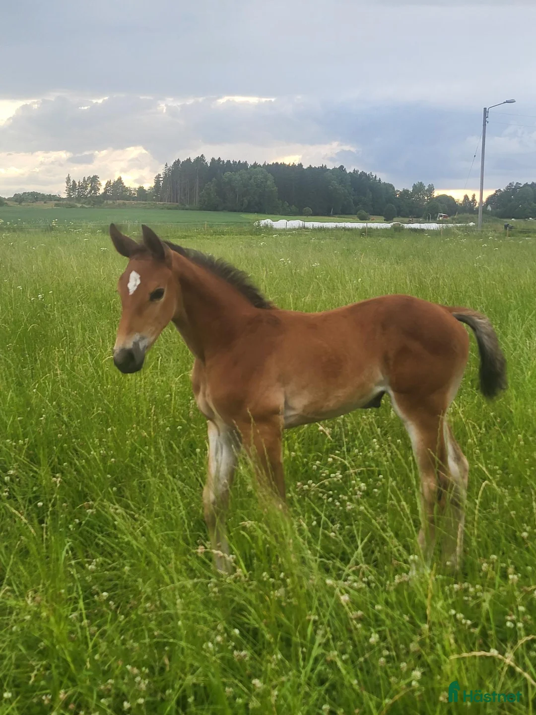 Avelshästar hästar till salu: Avelssto/promenadhäst - Annons 3