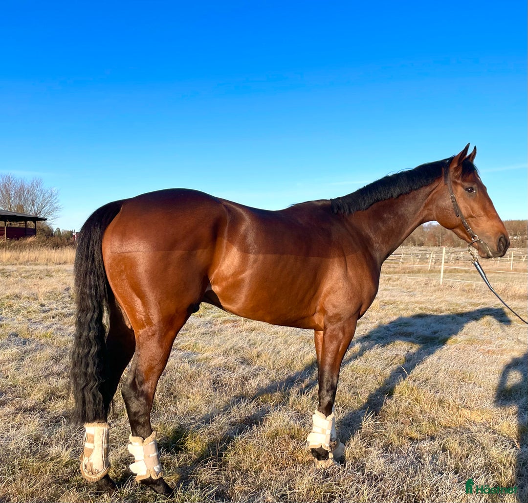 Övrigt hästar till salu: Till Dig med kunskap och tid! i Bälinge - Annons 7