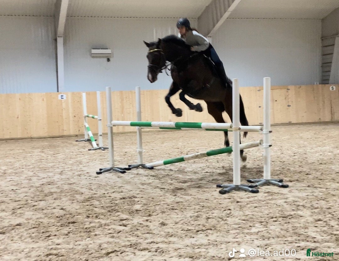 Övrigt hästar sökes: Hästservice hjälper er med hästproblem  i Vännäs - Annons 1