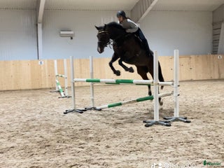 hästar Hästservice hjälper er med hästproblem i Vännäs - Annons 6