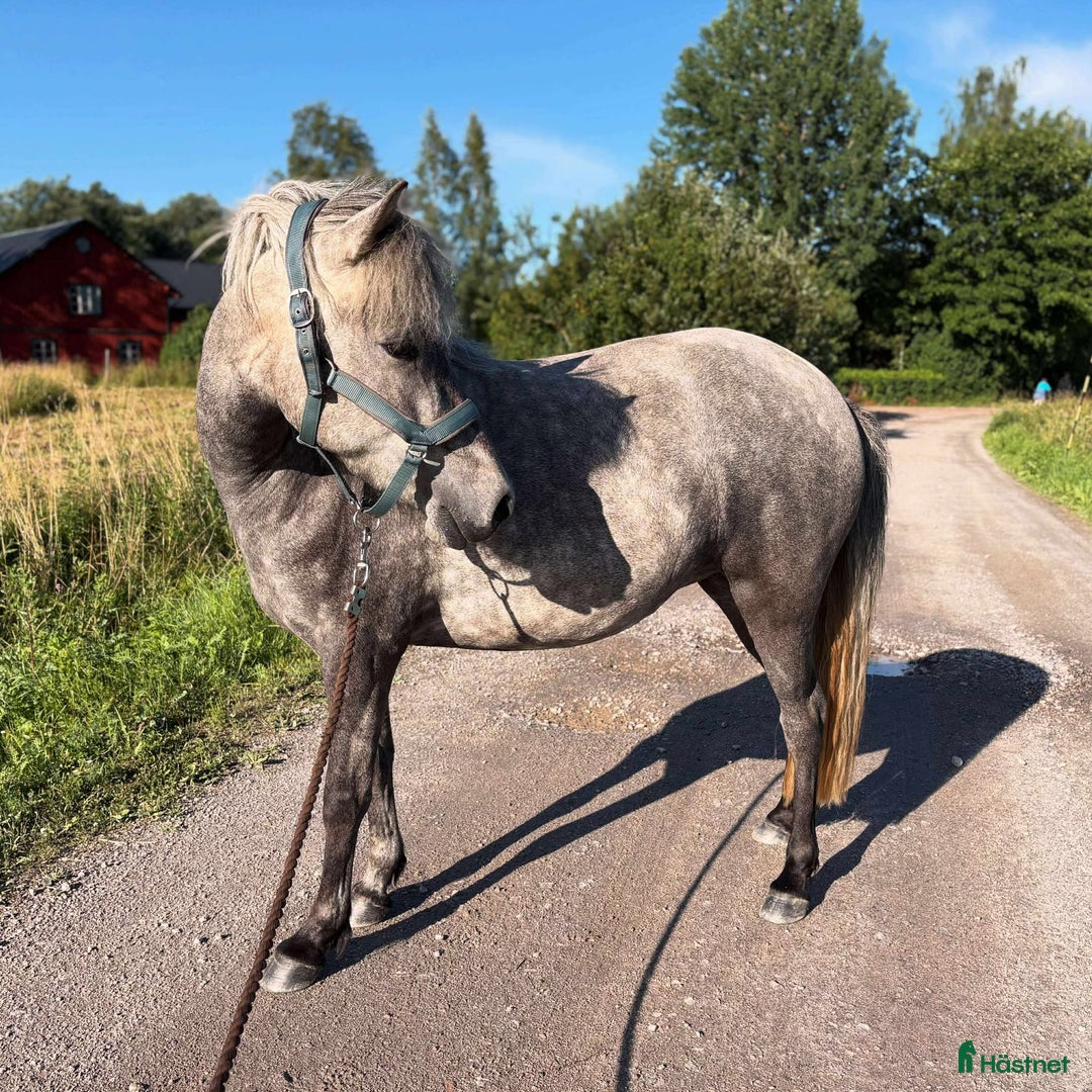 Island hästar till salu: En riktig drömhäst i Matfors - Annons 3