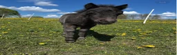 Allround hästar till salu: Charmigt shetlandsponnyföl med fin stam - Annons 3