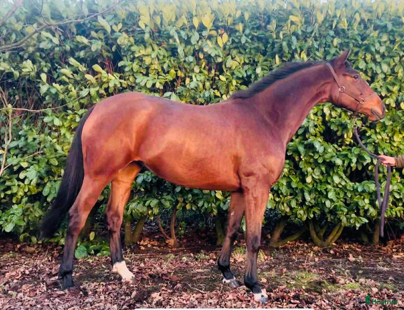  hästar Supertrevligt och okomplicerat sto!  i Hålta - Annons 3