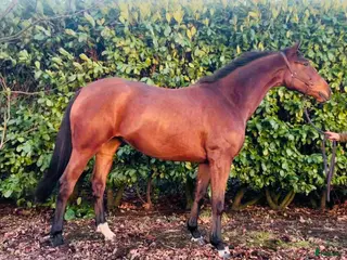 hästar Supertrevligt och okomplicerat sto! i Hålta - Annons 20