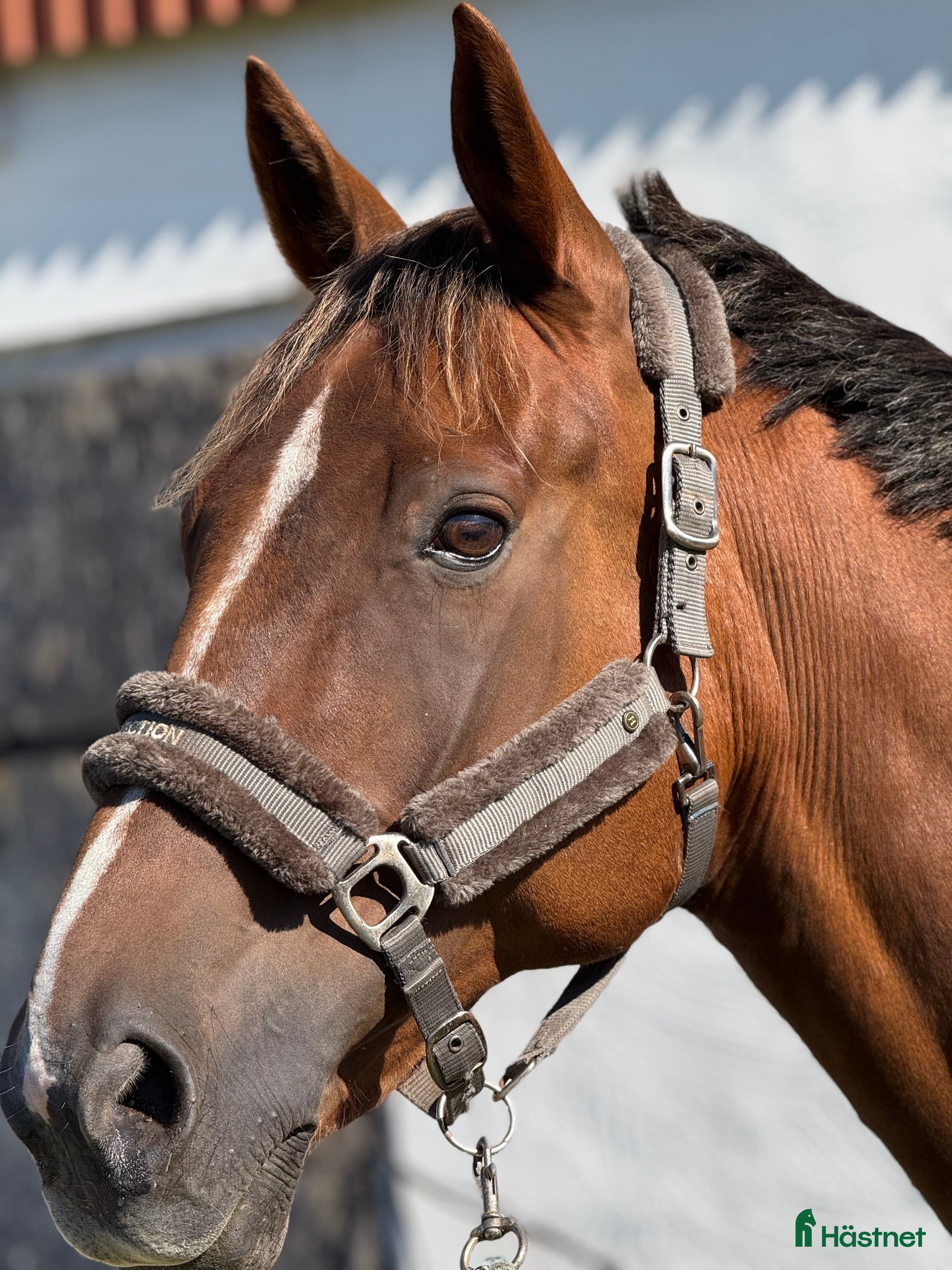  hästar Ridtravare 13 år - Annons 1
