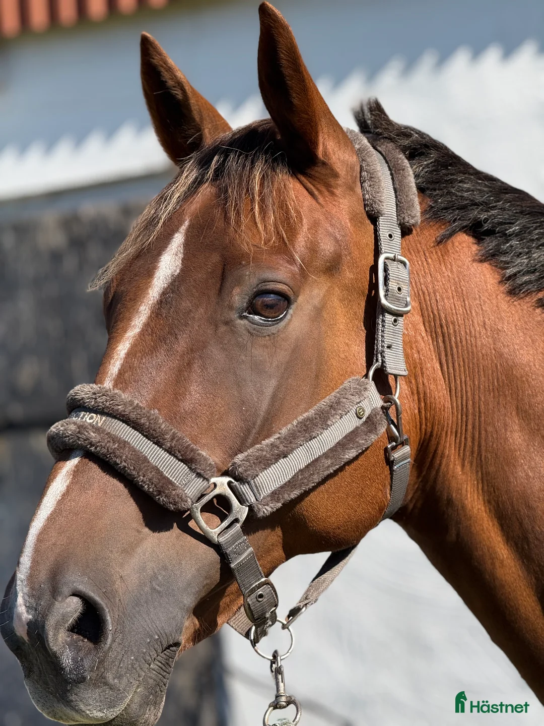 Allround hästar till salu: Ridtravare 13 år i Kållekärr - Annons 1
