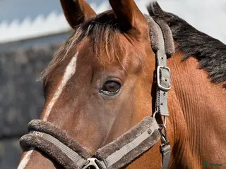 hästar Ridtravare 13 år - Annons 1