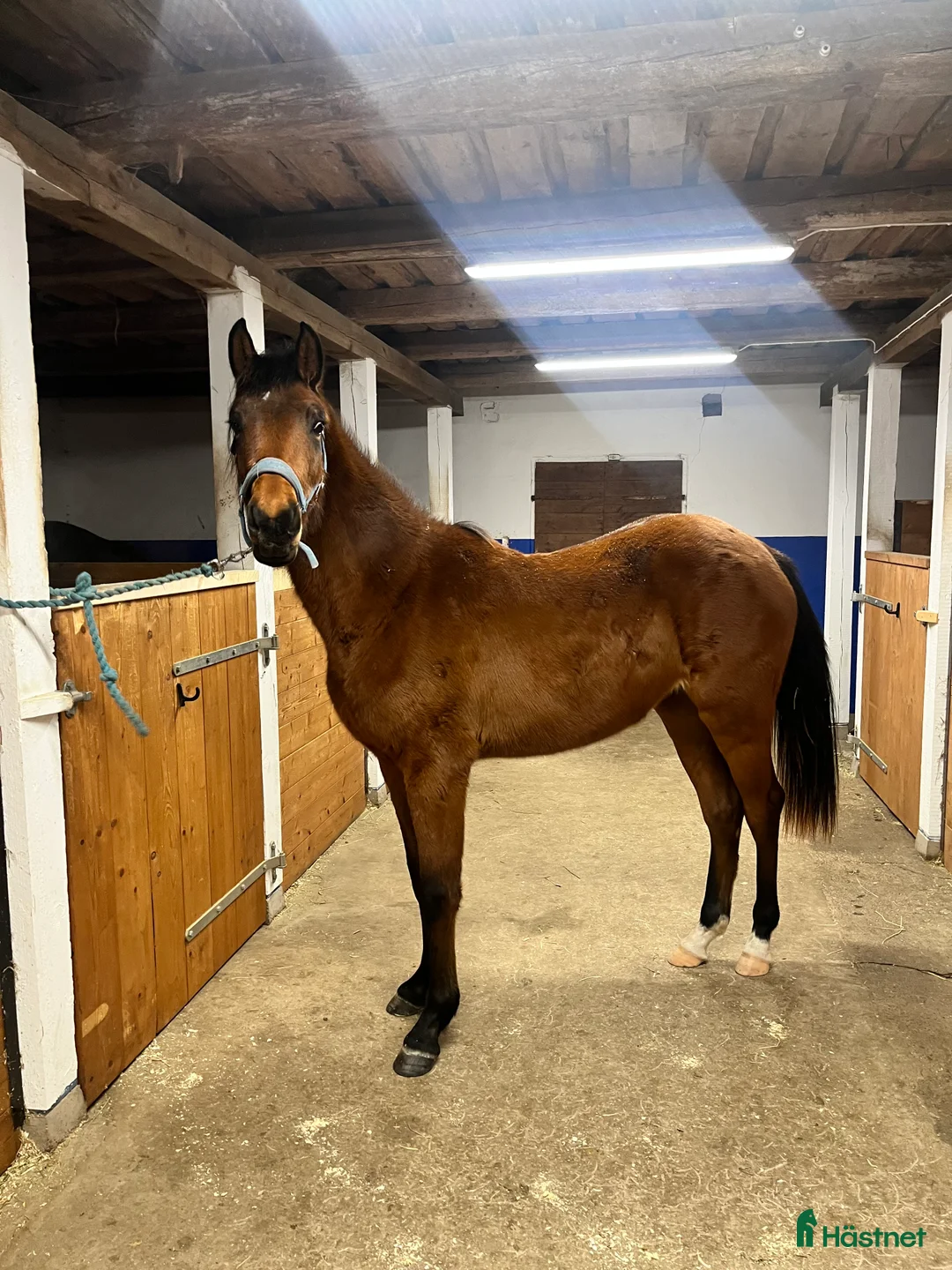 Hoppning hästar till salu: Social, pigg med stor personlighet  i Väring - Annons 2