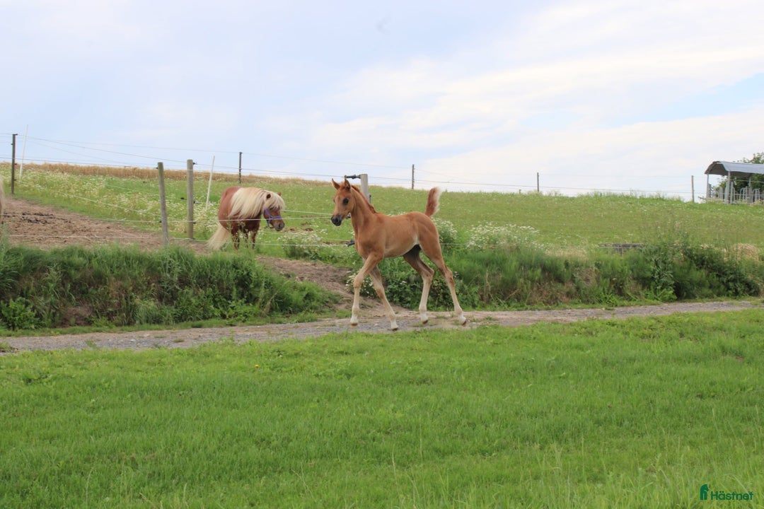 Allround hästar till salu: Smuk Ox araber hingst i Broby kommun - Annons 2