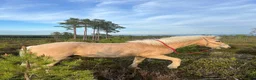 Island hästar till salu: Fin Valack  - Annons 3