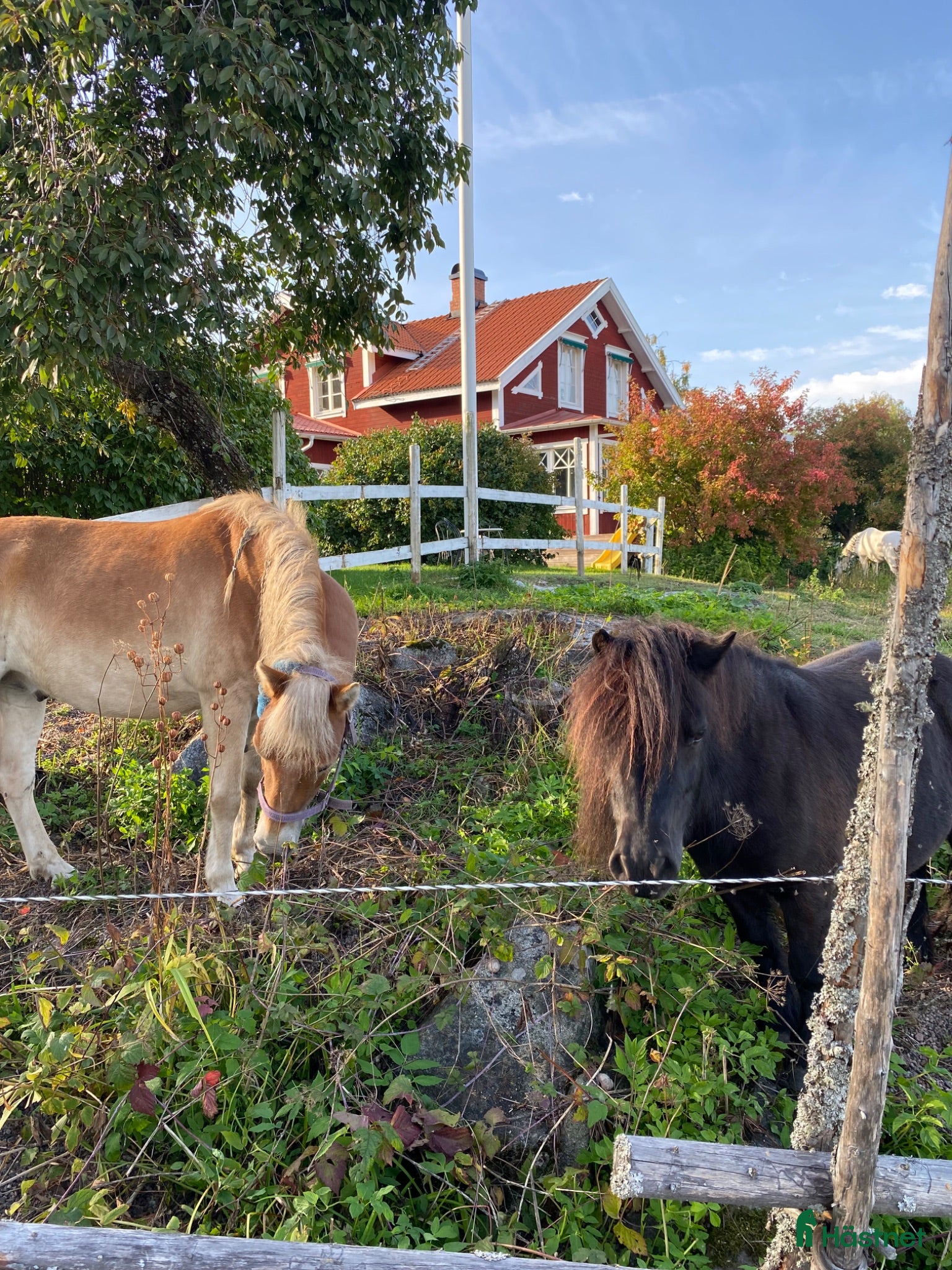  stallplats Lösdrift med tillgång till box - Annons 6