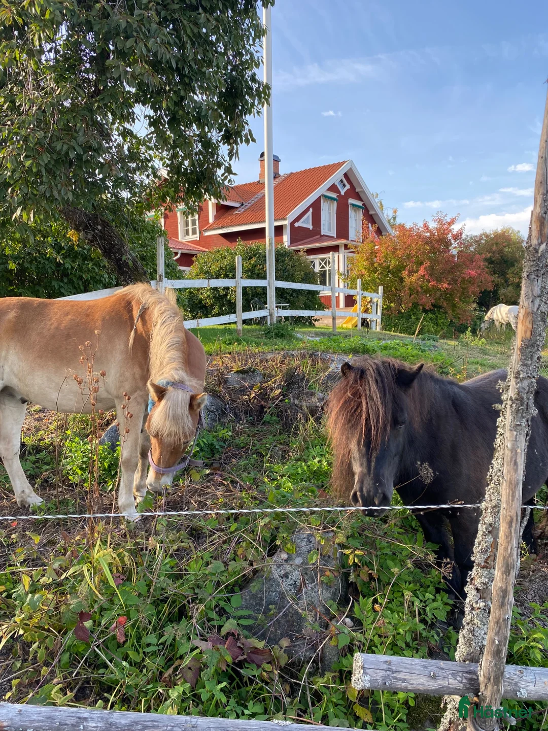  stallplats finnes: Lösdrift med tillgång till box - Annons 1