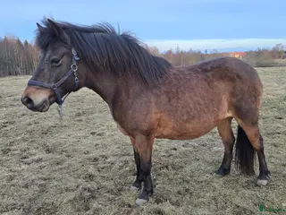 hästar Vänligt russto, BVSA - Annons 10