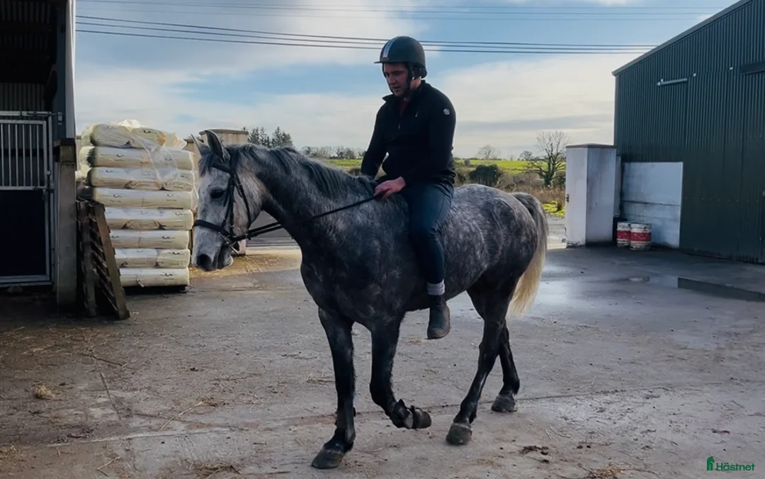 Allround hästar till salu: Beautiful gelding 160cm i Ljungby - Annons 9