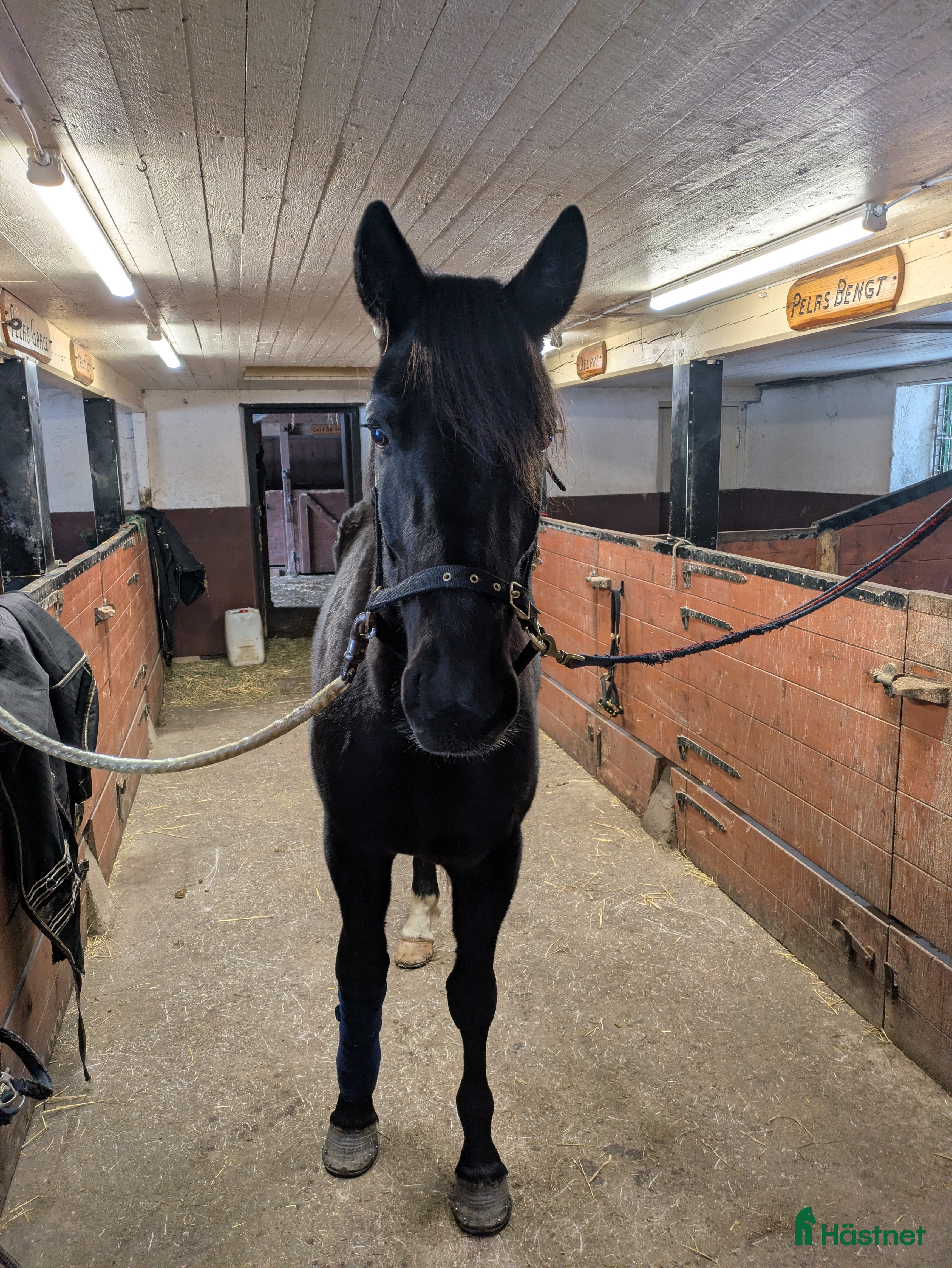  hästar Valack  - Annons 1