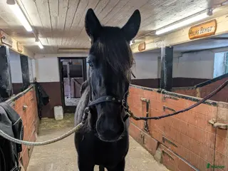 hästar Valack - Annons 1