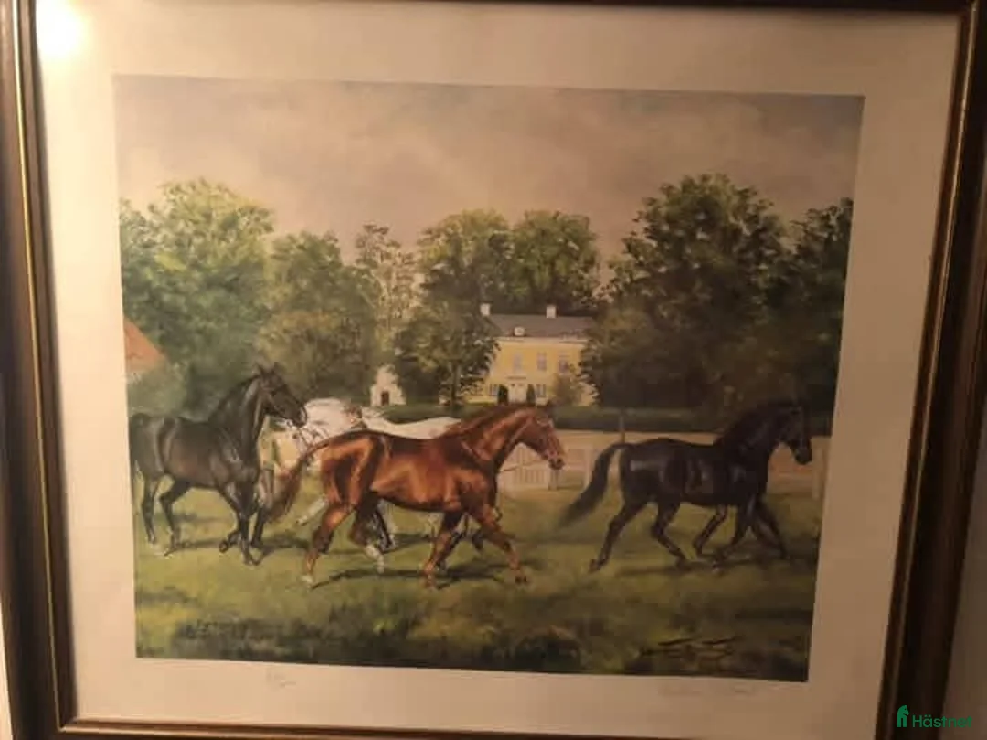 Avelshästar hästar sökes: Söker 2 avelsston SWB+ Varmblodstravare  - Annons 1