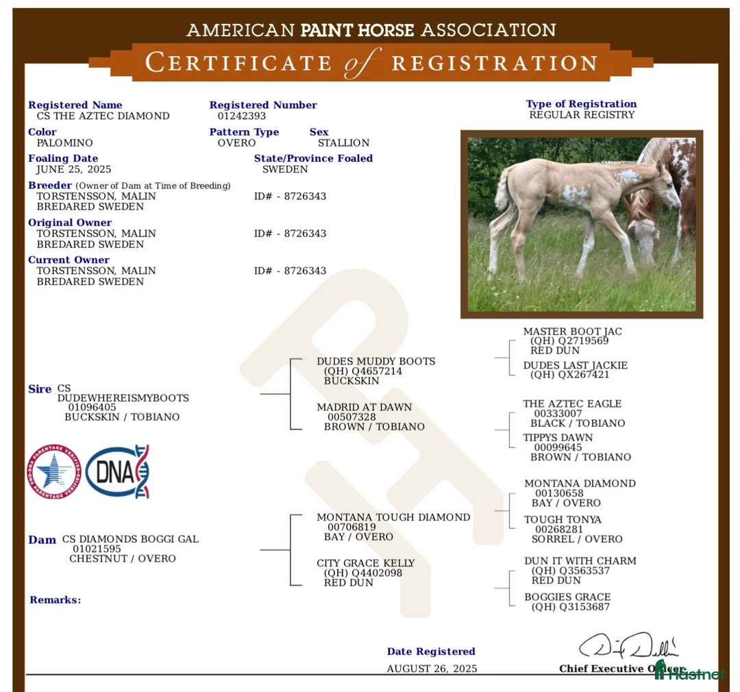 Western hästar till salu: Hingst och valack  - Annons 8
