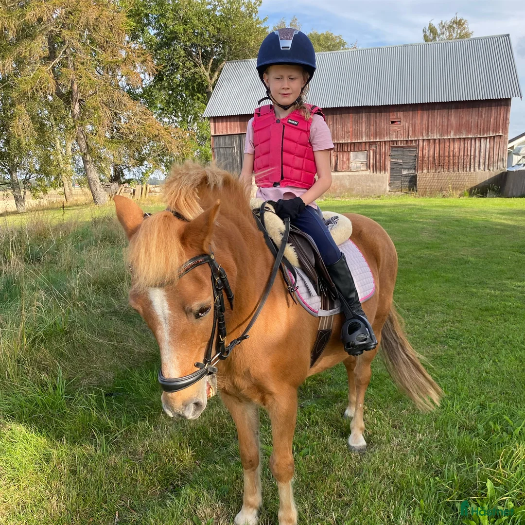  foderhäst finnes: Hel/halvfoderponny finnes i Lidköping - Annons 5