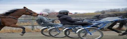  hästservice finnes: Bli hästskötare och få jobb i travstall - Annons 5
