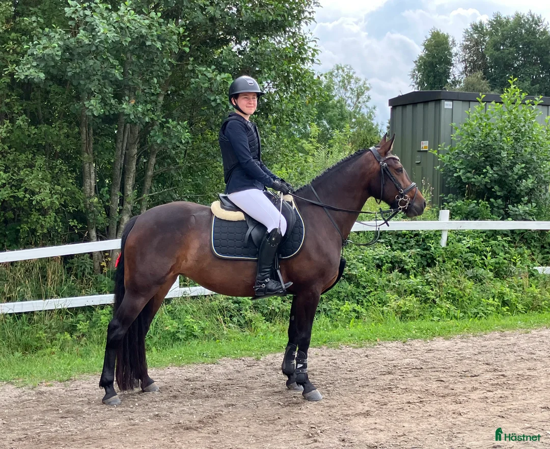 Dressyr hästar till salu: Pigg och glad ponny i Dösjebro - Annons 3