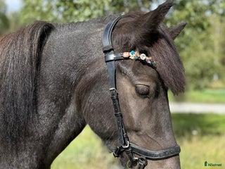 hästar i Klockrike - Annons 5