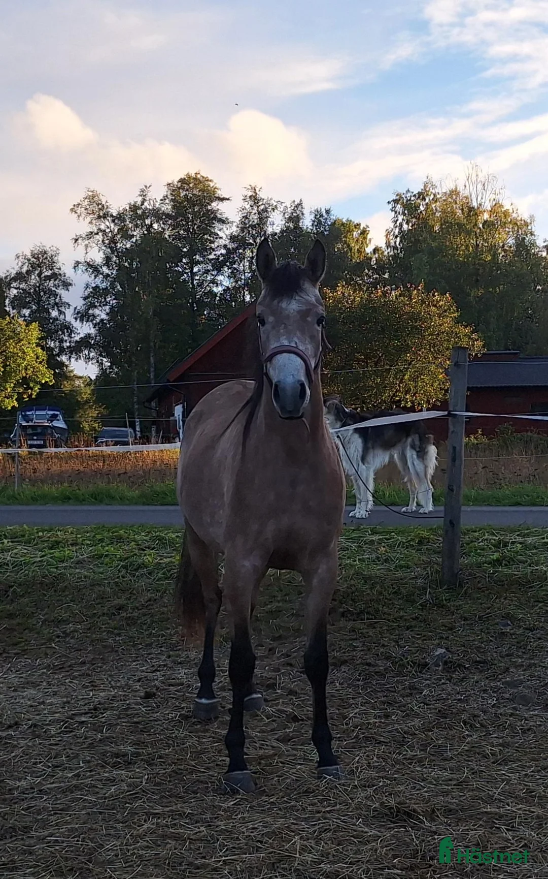 Allround hästar till salu: Vackert sto - Annons 2