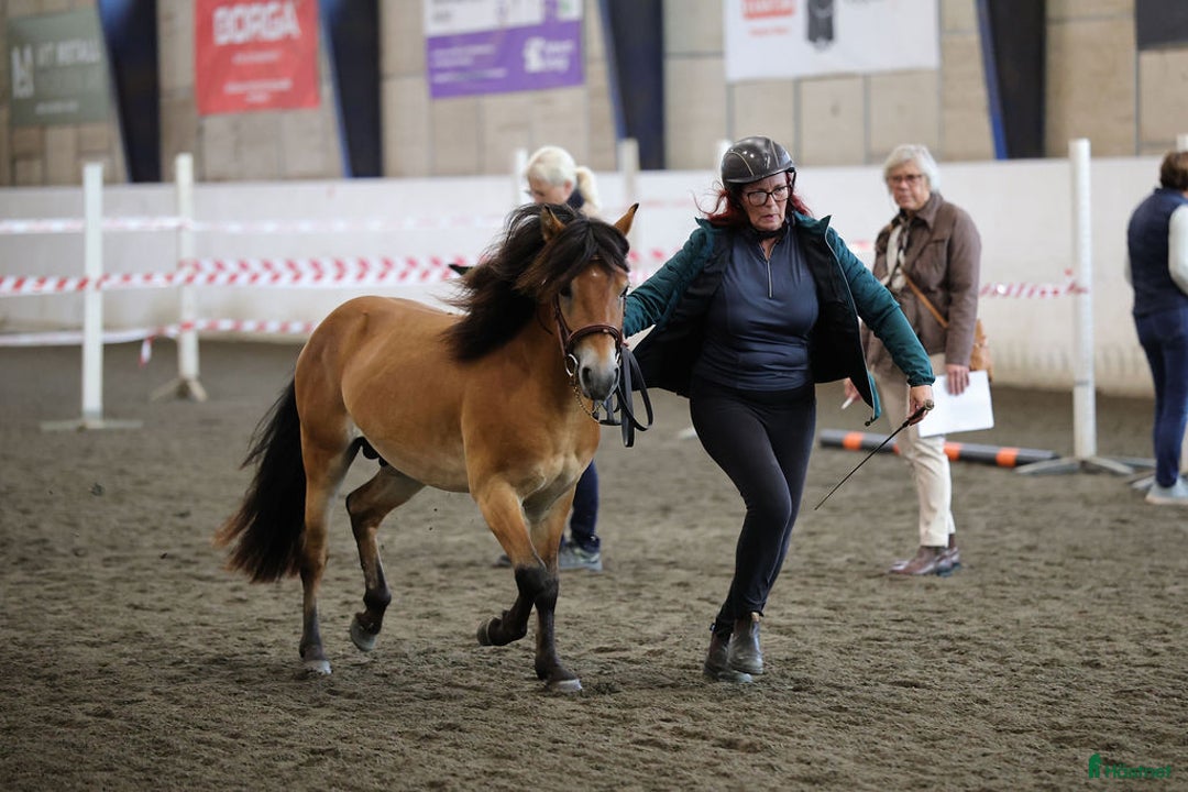 Allround hästar till salu: Energisk och positiv russhingst i Vårgårda - Annons 3