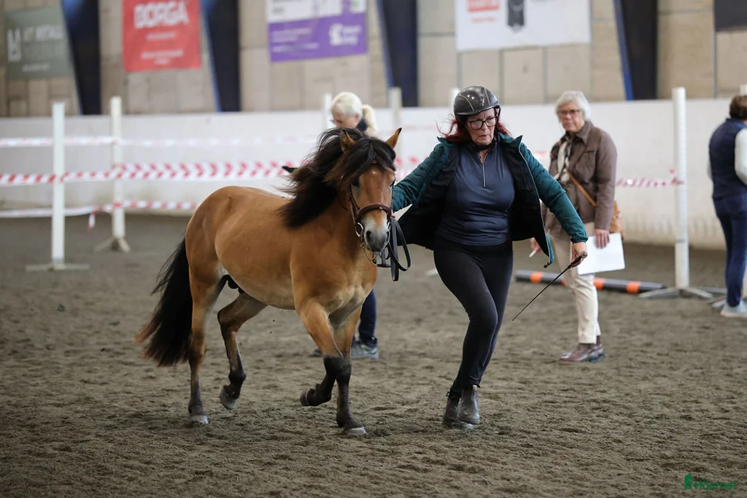 Allround hästar till salu: Energisk och positiv russhingst i Vårgårda - Annons 3