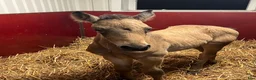 Allround hästar till salu: Fullstammad Connemara Hingst e Bjennesby Axwell i Falköping - Annons 4