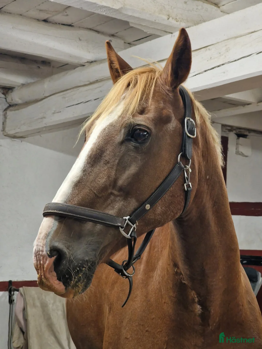  medryttarhäst finnes: Medmänniska sökes i Halmstad - Annons 3