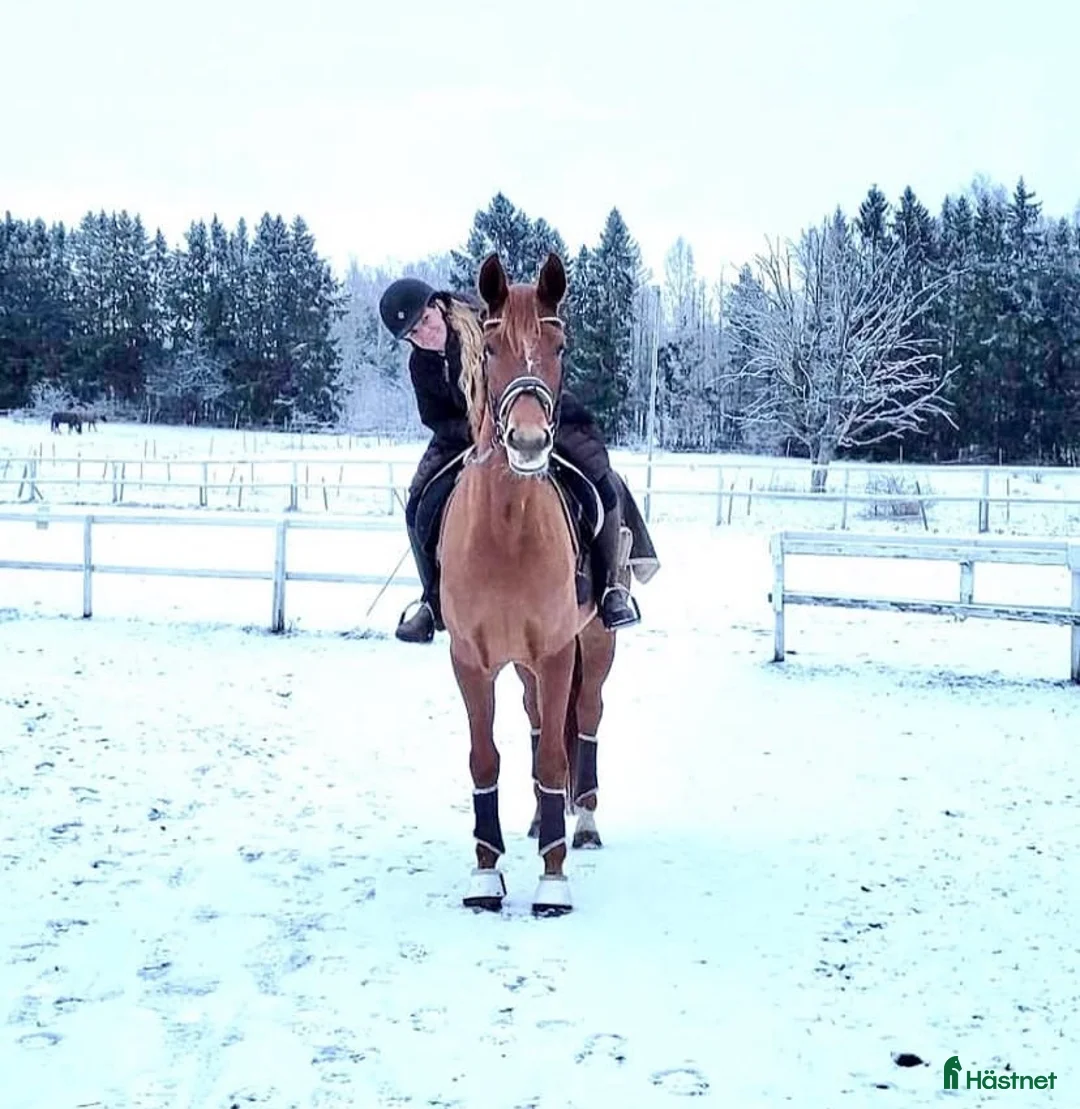 Avelshästar hästar till salu: Sällskapshäst  sto f-18 – snäll individ i Färentuna - Annons 1