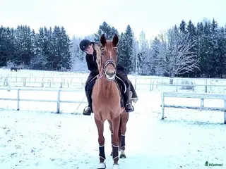 hästar Sällskapshäst sto f-18 – snäll individ i Färentuna - Annons 21