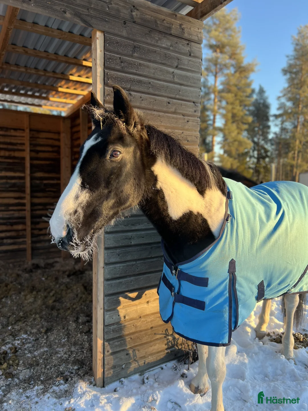 Allround hästar till salu: Schysst familjehäst/första häst! - Annons 1