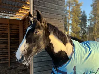 hästar Schysst familjehäst/första häst! - Annons 7