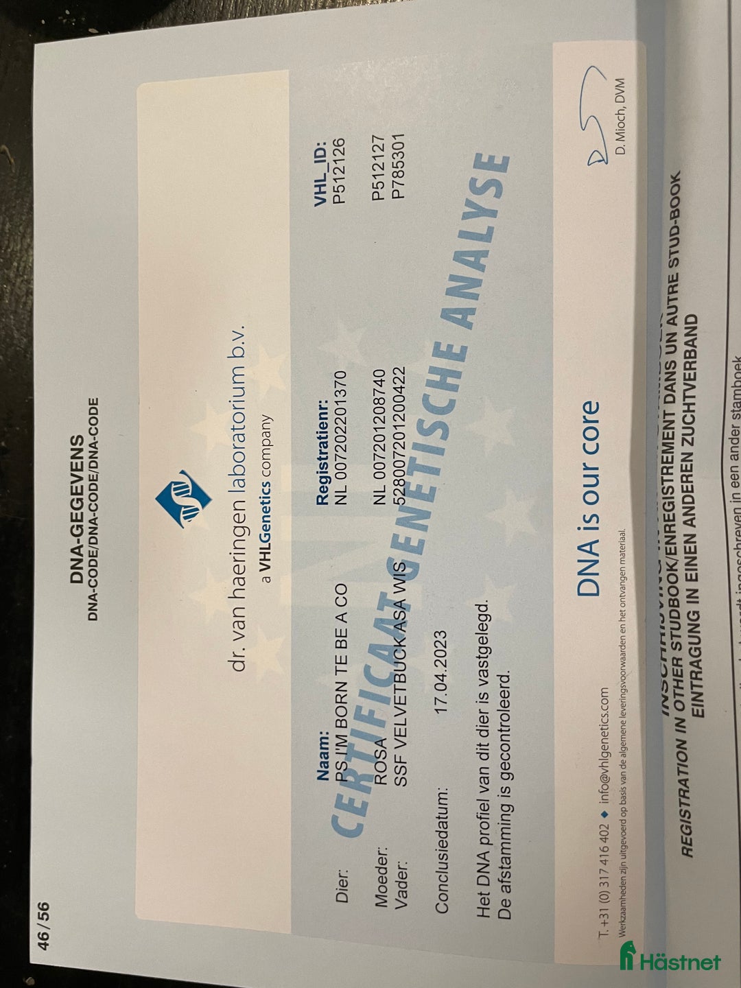 Körning hästar till salu: Holländsk miniatyr till körning eller sällskap i Nybro - Annons 2