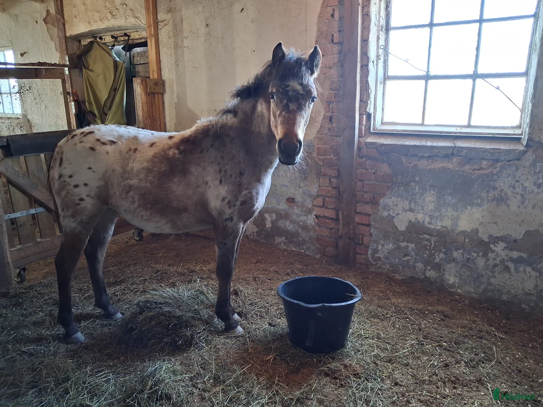 Allround hästar till salu: Supermysig ponny - Annons 3