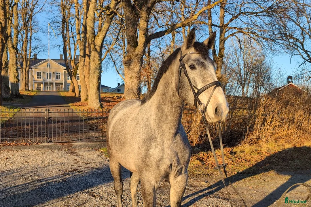 Hoppning hästar till salu: Hopp/Fälttävlan talang - Annons 2