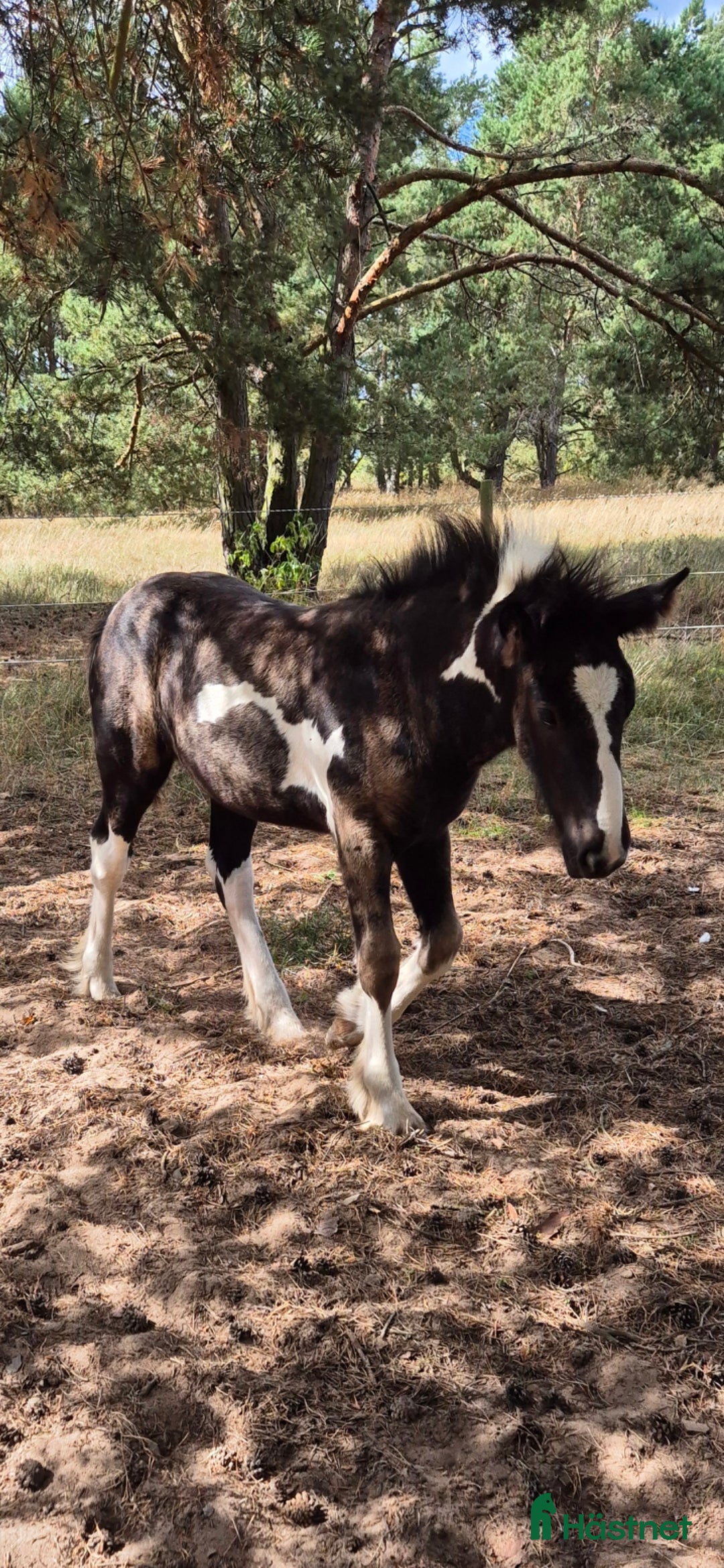 Allround hästar till salu: Blivande rid,körhäst och bästa kompis i Mörbylånga - Annons 5