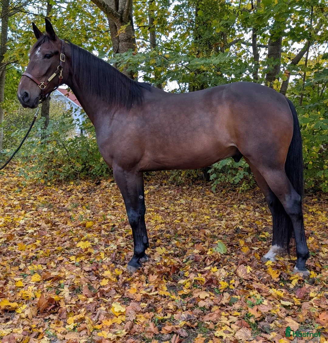 Allround hästar till salu: Pigg och glad häst som lämnar travbanan  i Halmstad - Annons 1