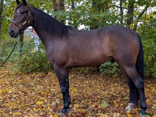 Allround hästar till salu: Pigg och glad häst som lämnar travbanan i Halmstad - Annons 2