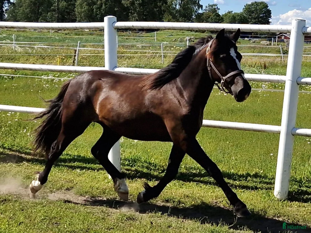 Trav hästar till salu: Mkt välstammat 3-års sto. - Annons 2