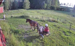 Trav hästar till salu: Spjutbo Ragnar  i Lövstabruk - Bild 2