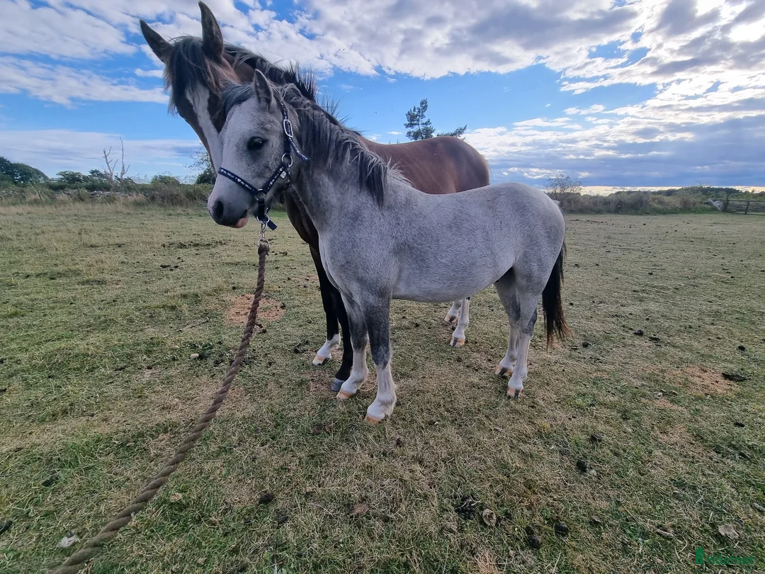 Allround hästar till salu: Welsh Mountain  i Borgholm - Annons 2