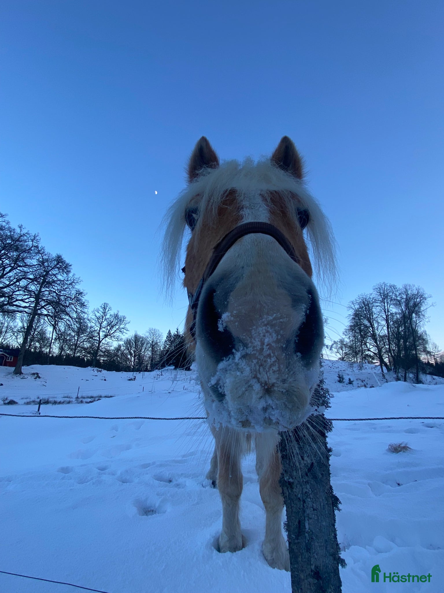 Allround hästar till salu: Fina Notte söker nytt hem med massor av kärlek🫶🏼 i Kinna - Annons 4