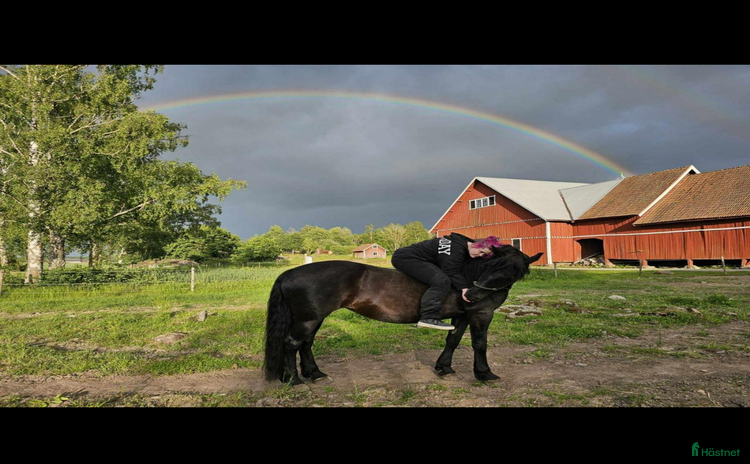  stallplats Lösdrift med tillhörande box  i Linköping - Annons 5